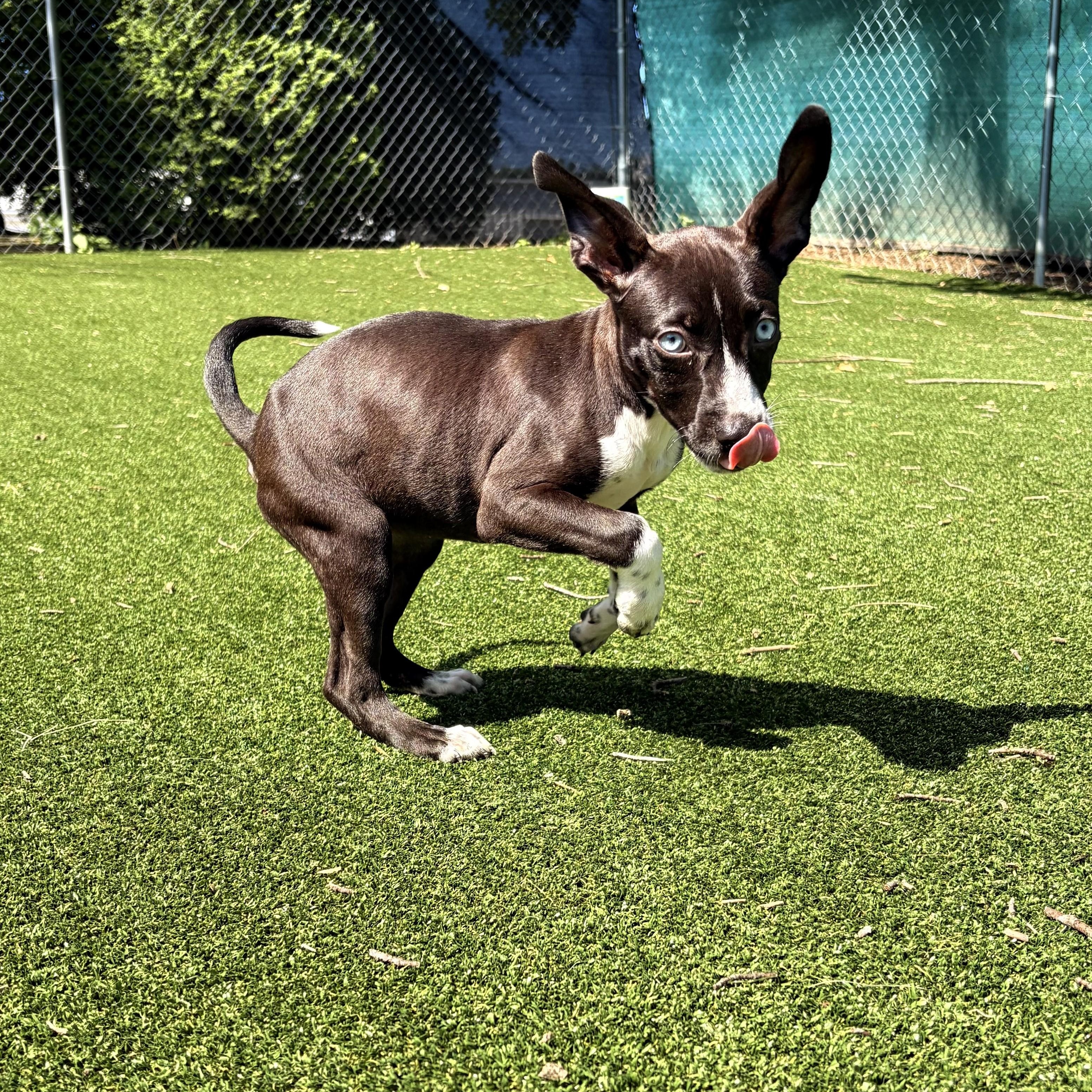 Enlarge Fionna, a Adopted mixed breed in Gallatin, TN image 2/3
