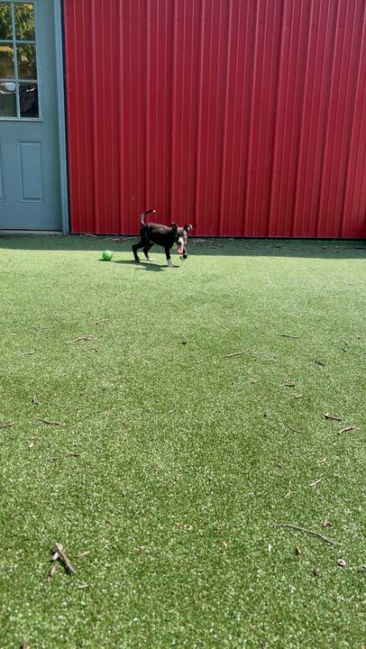 Enlarge Fionna, a Adopted mixed breed in Gallatin, TN video 3/3