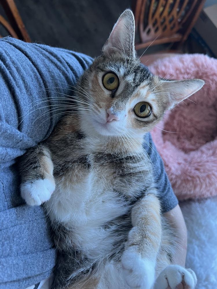 Enlarge CARMELLA-born Jan 2022, a Adoptable Domestic Short Hair in Burlington, NC image 2/6