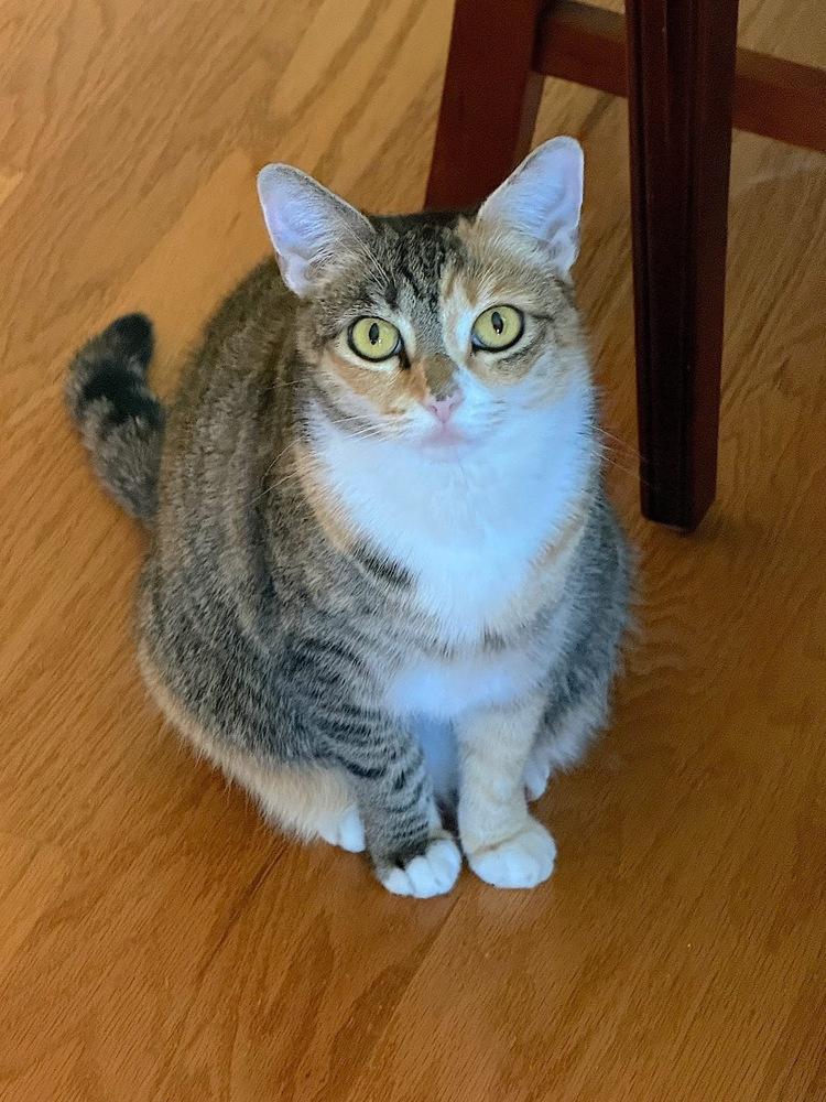 Enlarge CARMELLA-born Jan 2022, a Adoptable Domestic Short Hair in Burlington, NC image 2/5