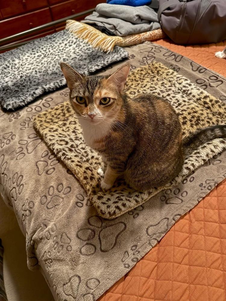 Enlarge CARMELLA-born Jan 2022, a Adoptable Domestic Short Hair in Burlington, NC image 3/5