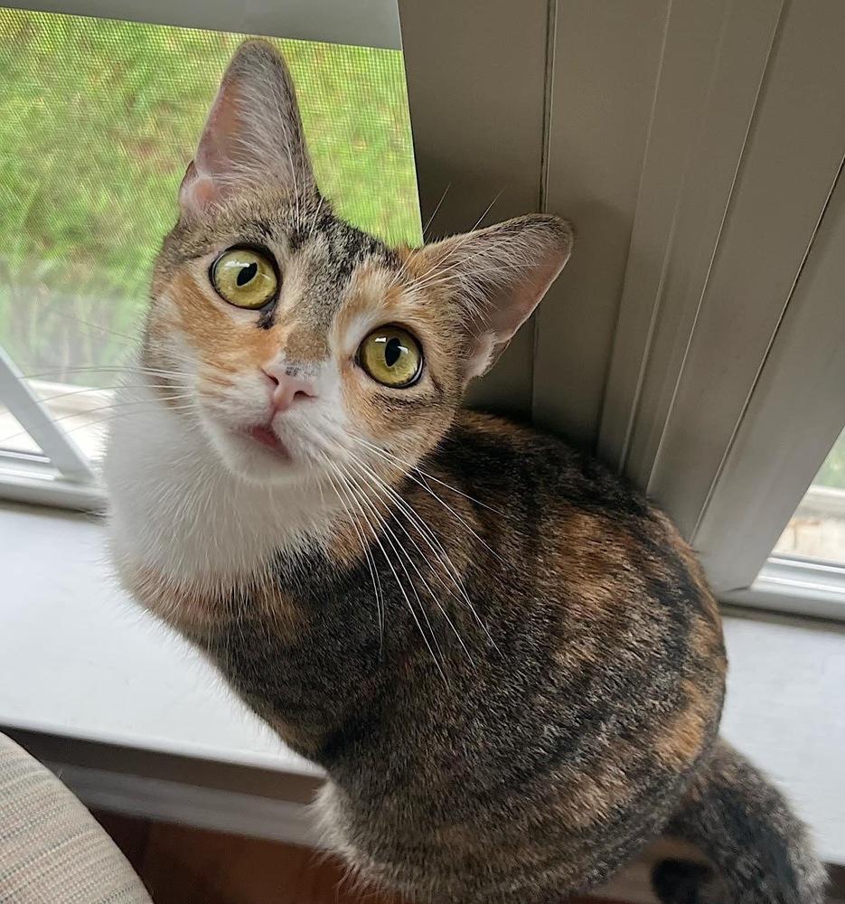 Enlarge CARMELLA-born Jan 2022, a Adoptable Domestic Short Hair in Burlington, NC image 3/6