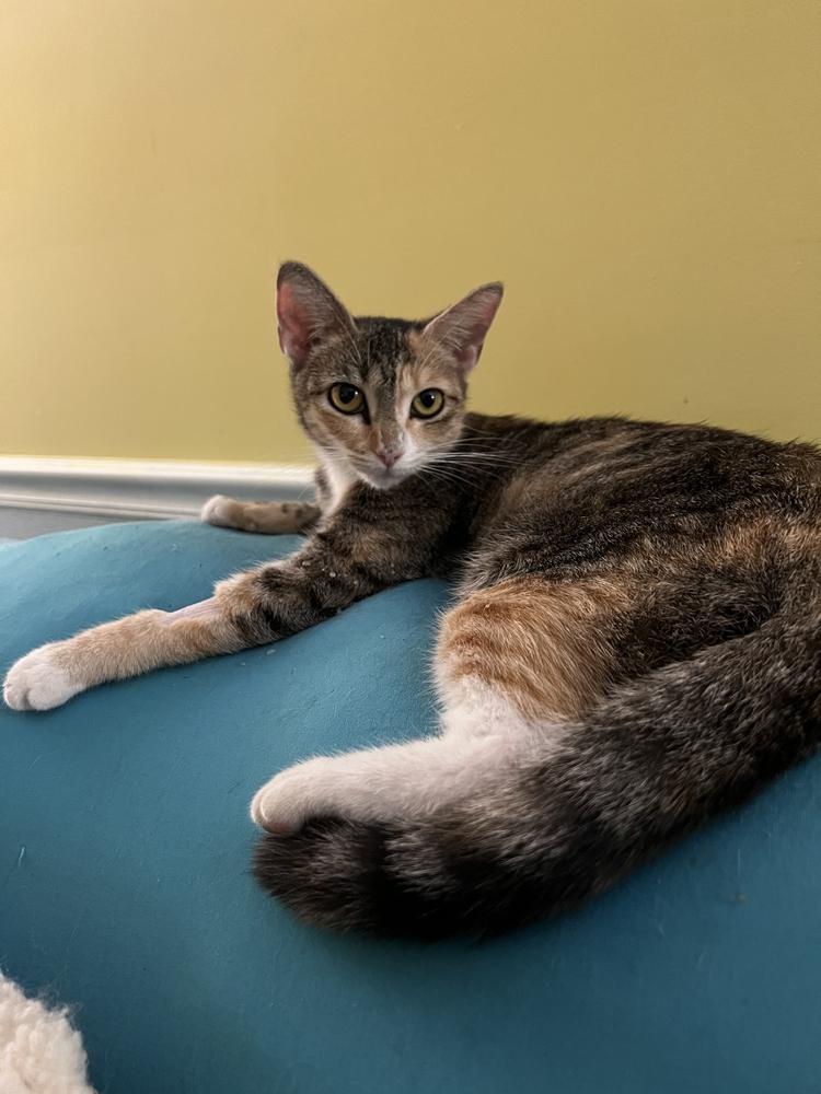 Enlarge CARMELLA-born Jan 2022, a Adoptable Domestic Short Hair in Burlington, NC image 5/6