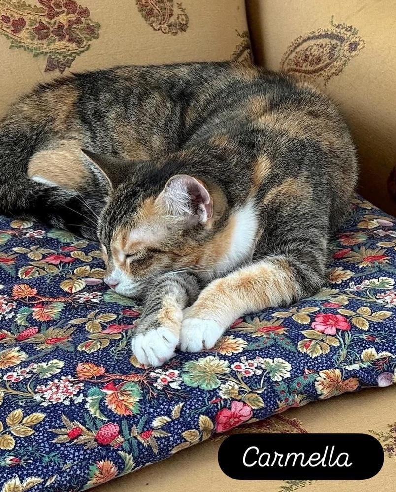 Enlarge CARMELLA-born Jan 2022, a Adoptable Domestic Short Hair in Burlington, NC image 4/5