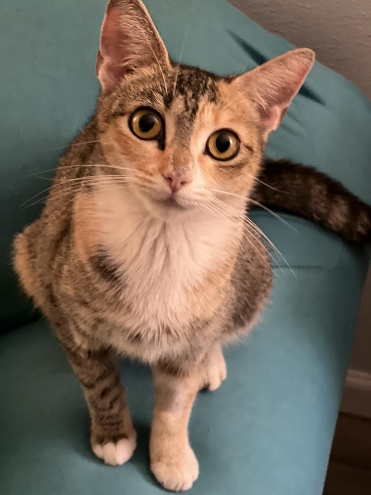 Enlarge CARMELLA-born Jan 2022, a Adoptable Domestic Short Hair in Burlington, NC image 6/6