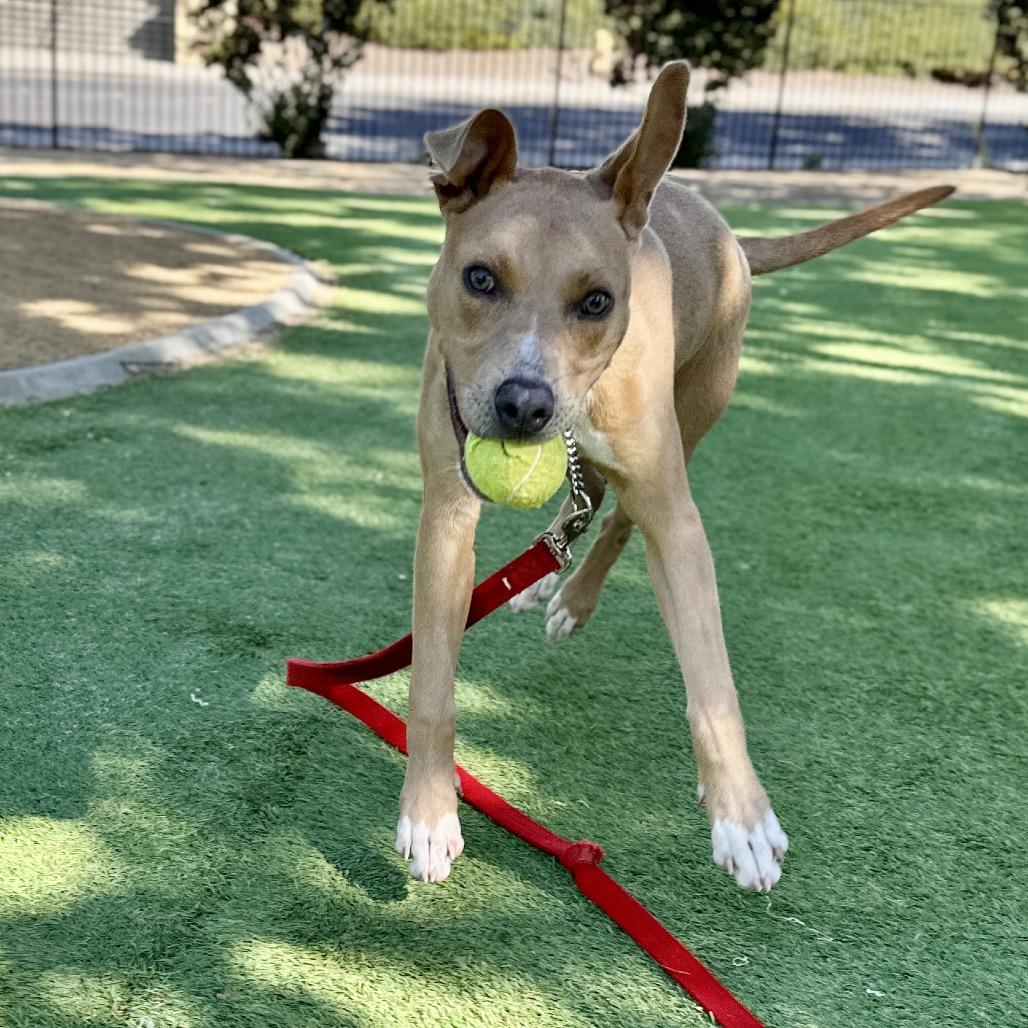 Danny Go! - ECAS, a Adoptable mixed breed in Pleasanton, CA image 2/6