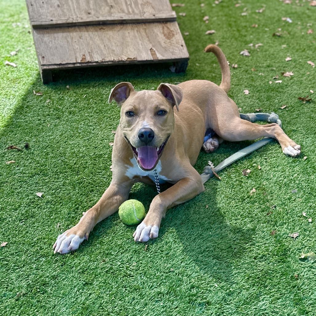 Danny Go! - ECAS, a Adoptable mixed breed in Pleasanton, CA image 3/6