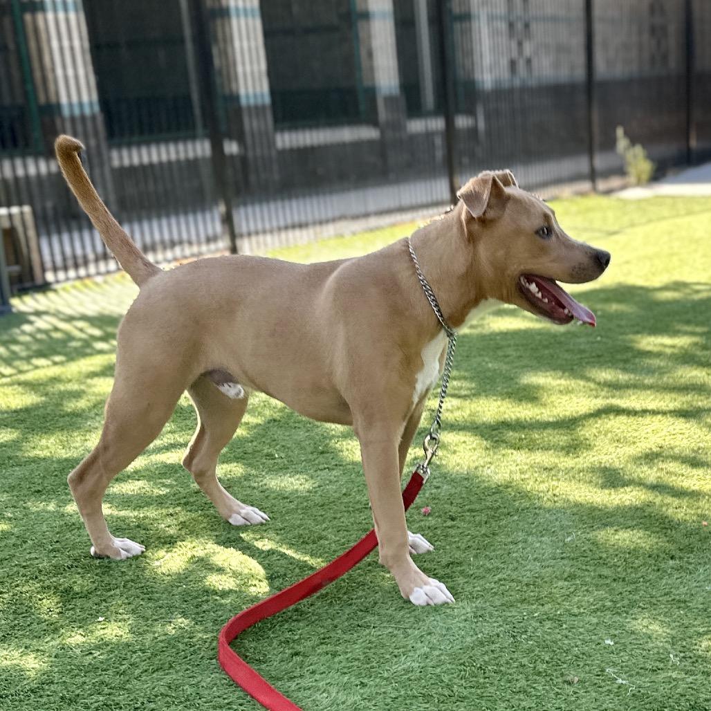 Danny Go! - ECAS, a Adoptable mixed breed in Pleasanton, CA image 5/6