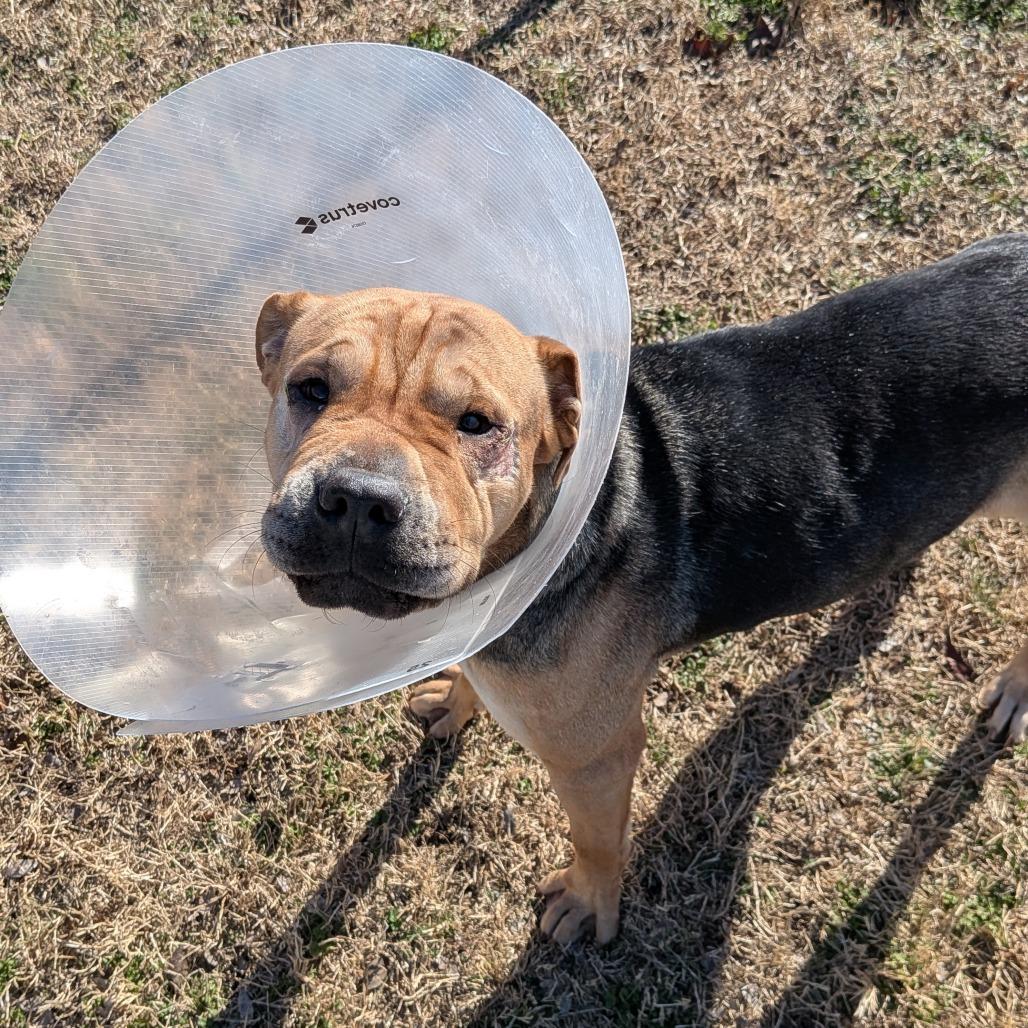 Cinnabon, Adoptable, Young Female Mixed Breed & Shar-Pei.
