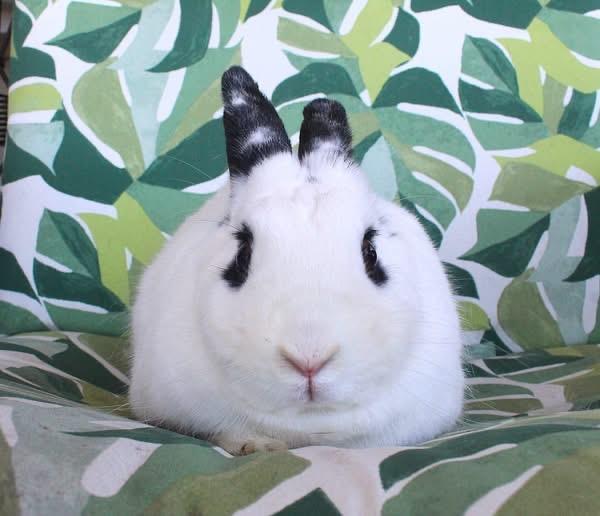 Posh, Adoptable, Adult Female Hotot.