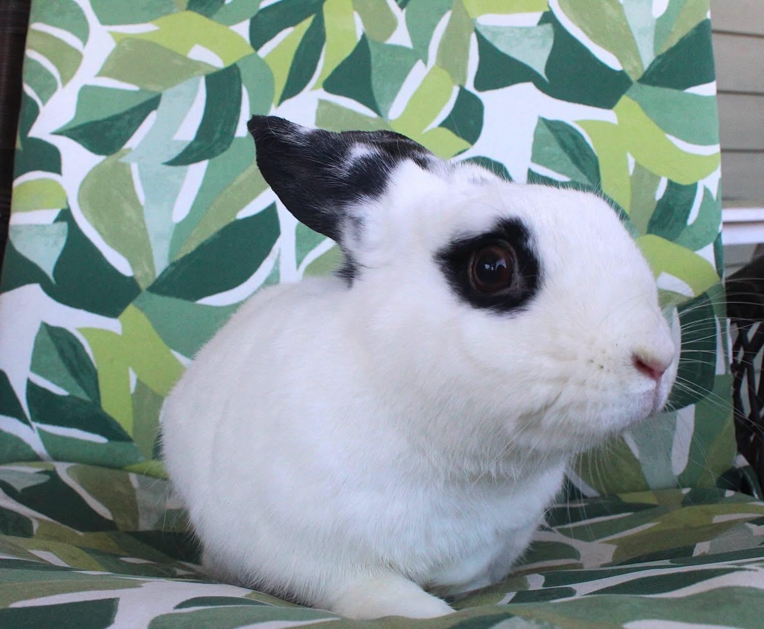 Enlarge Posh, a Adoptable Hotot in Hillside, NJ image 2/3