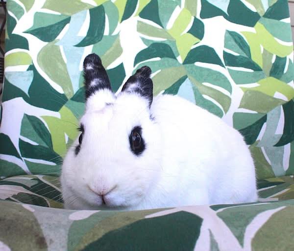 Enlarge Posh, a Adoptable Hotot in Hillside, NJ image 3/3