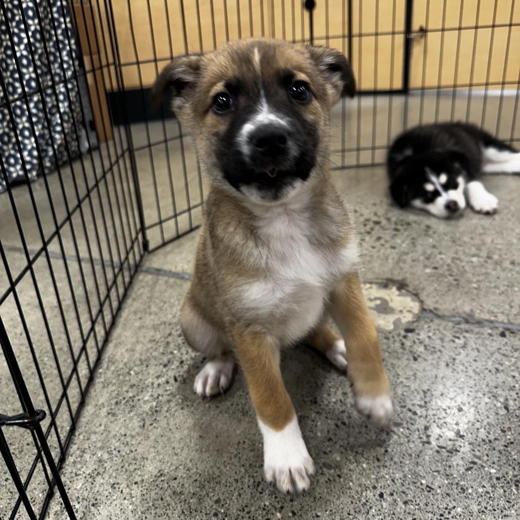 Rocket Puppy 7, Adoptable, Puppy Male Husky & Mixed Breed.