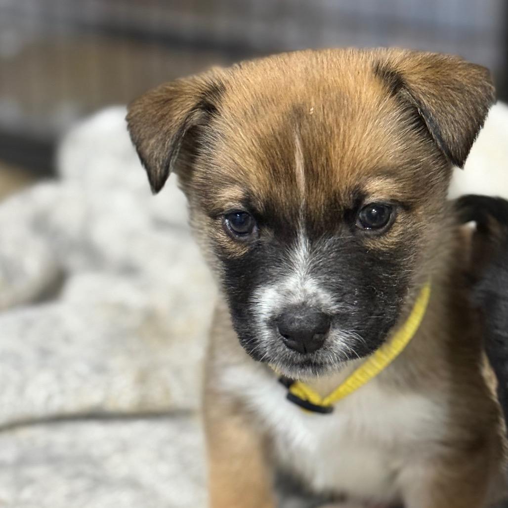 Enlarge Puppy 7, a Adoptable mixed breed in Bellingham, WA image 1/2