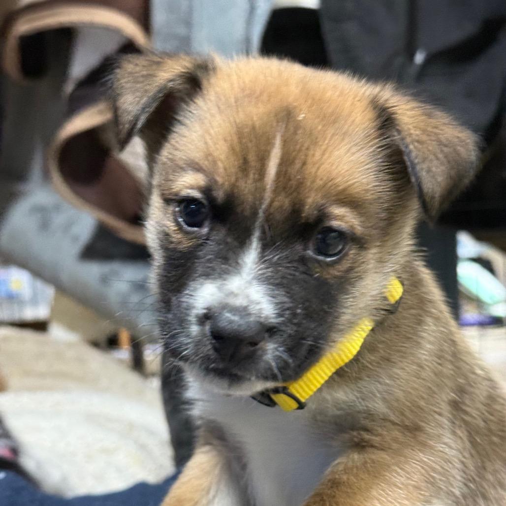 Enlarge Puppy 7, a Adoptable mixed breed in Bellingham, WA image 2/2