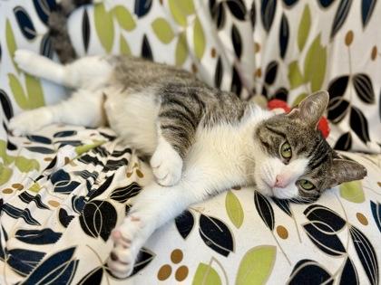 Enlarge Colette, a ADOPTABLE Domestic Short Hair in Downers Grove, IL image 2/3