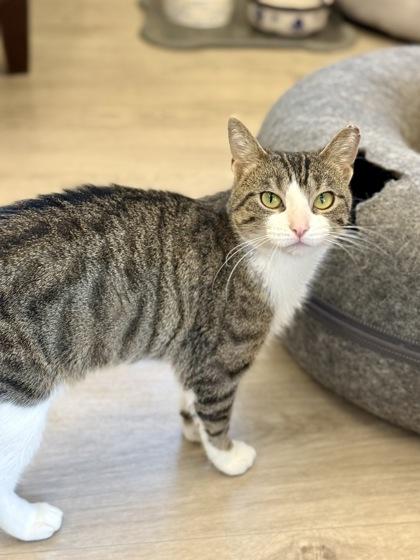 Enlarge Colette, a ADOPTABLE Domestic Short Hair in Downers Grove, IL image 3/3