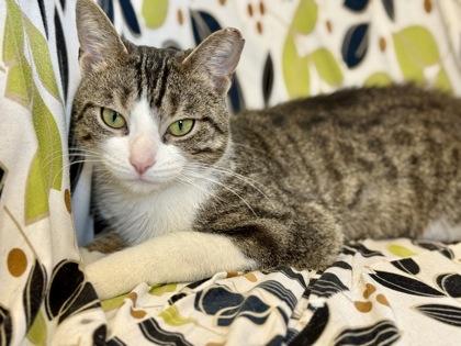 Colette, ADOPTABLE, Adult Female Domestic Short Hair.