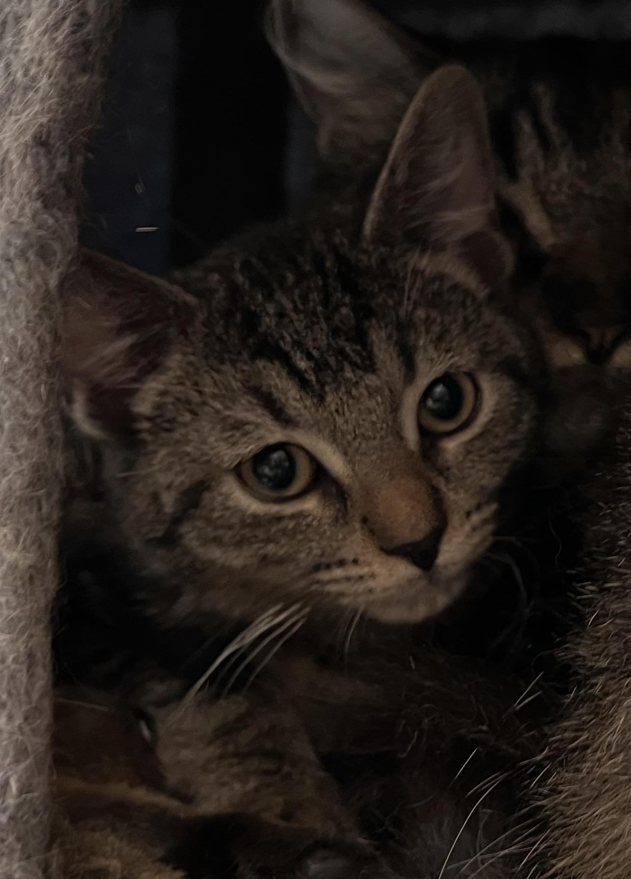 Enlarge Jimmy Pop, a Adoptable Domestic Short Hair in Randolph, AL image 1/1