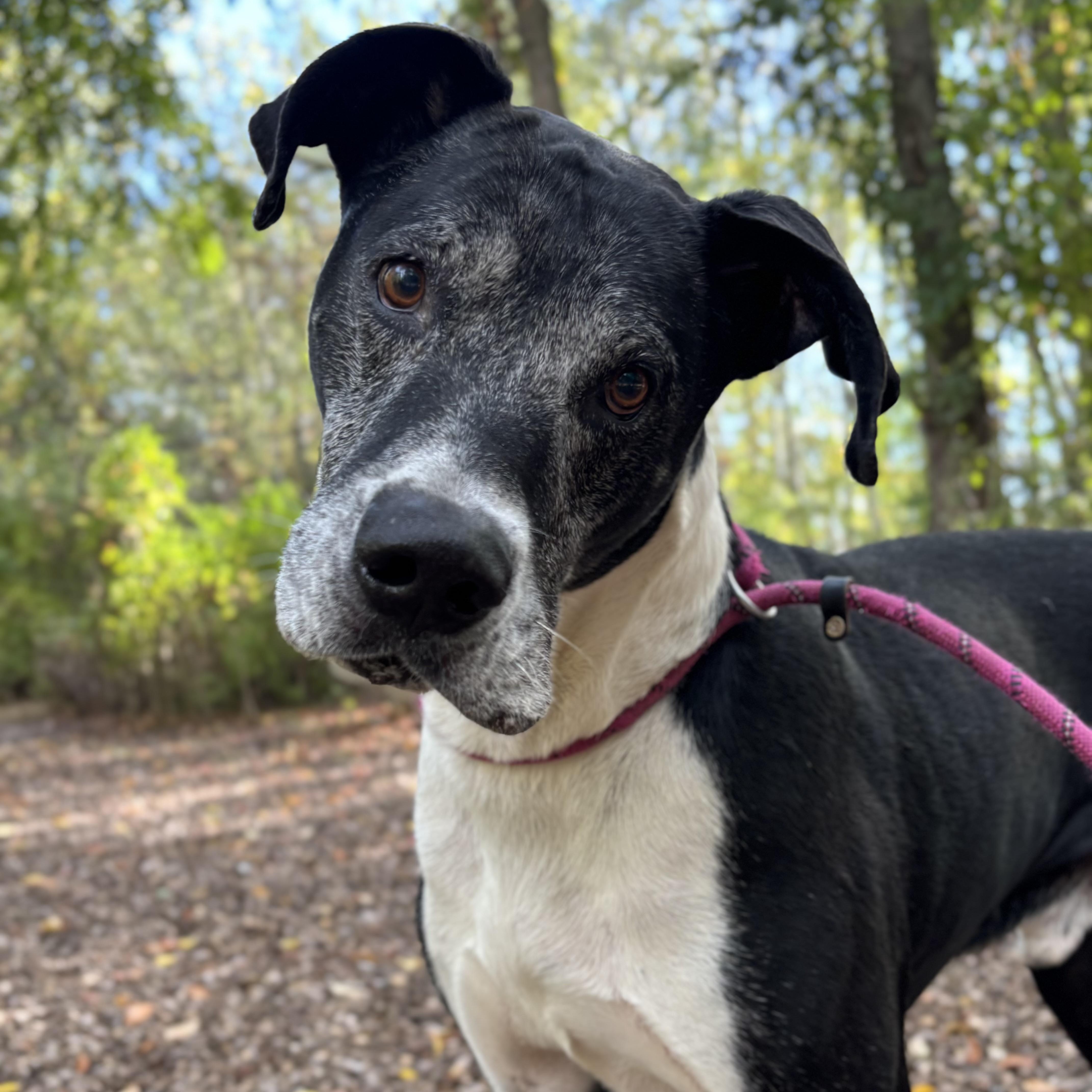 Douglas (Not on-Site)