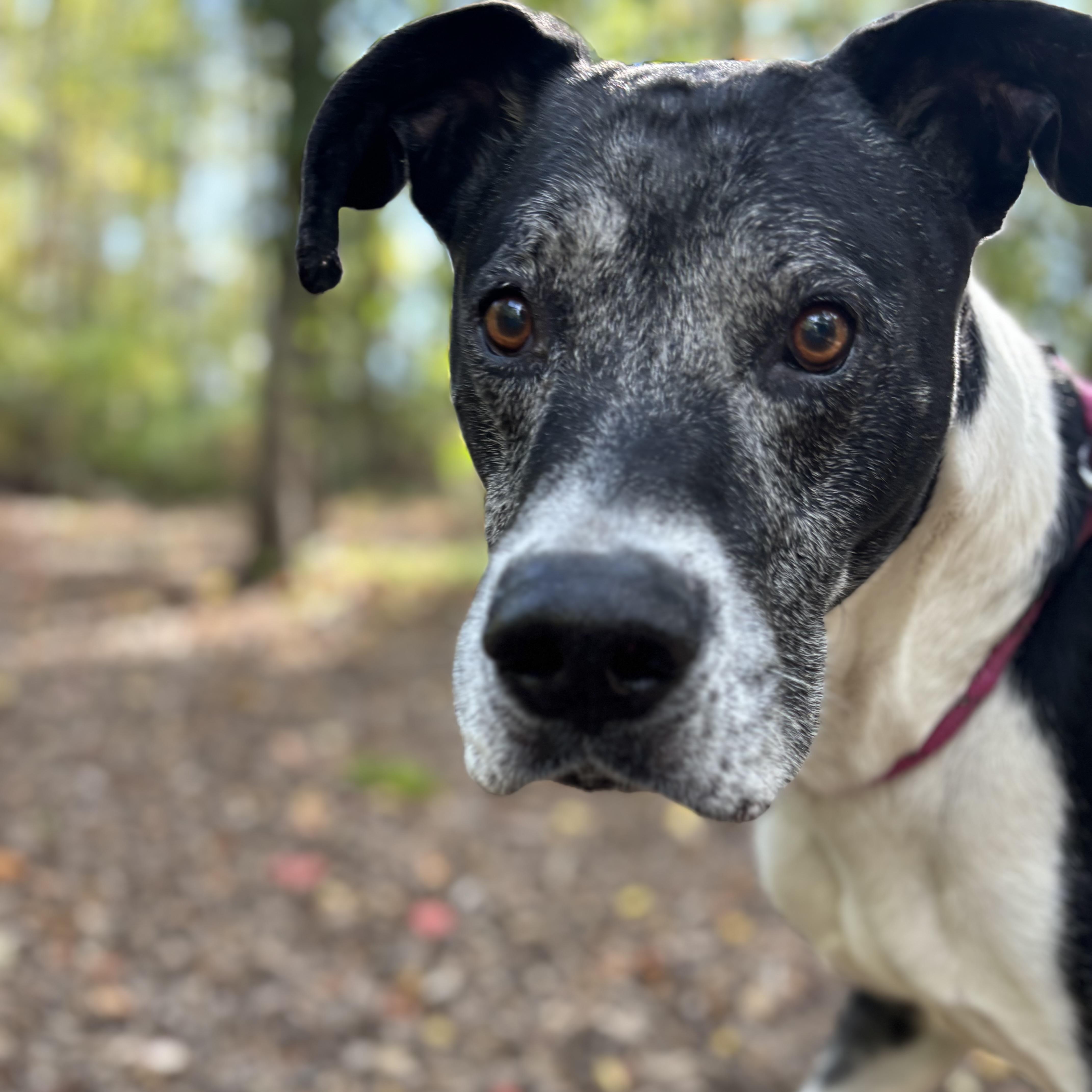 Douglas (Not on-Site)