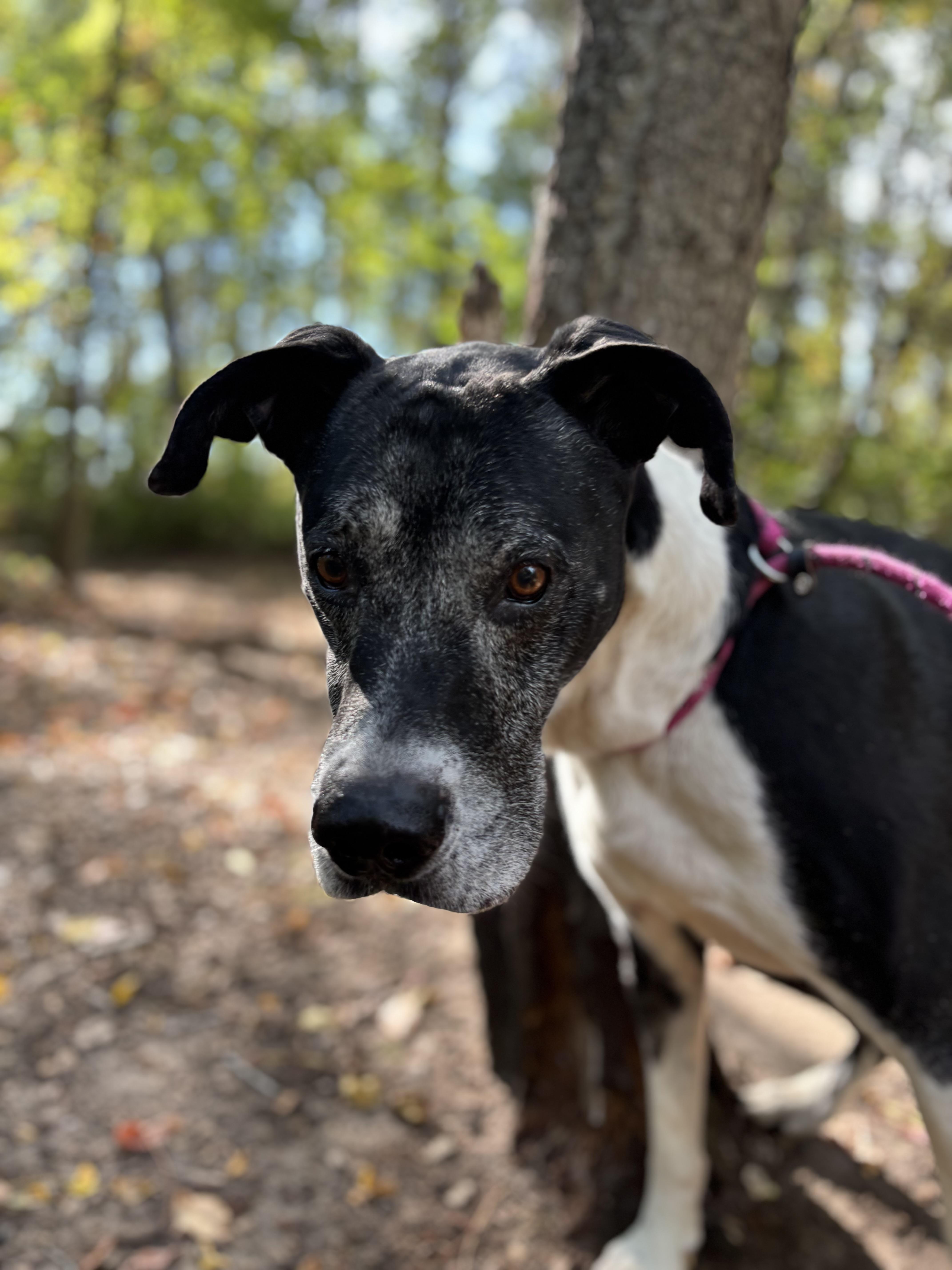 Douglas (Not on-Site)