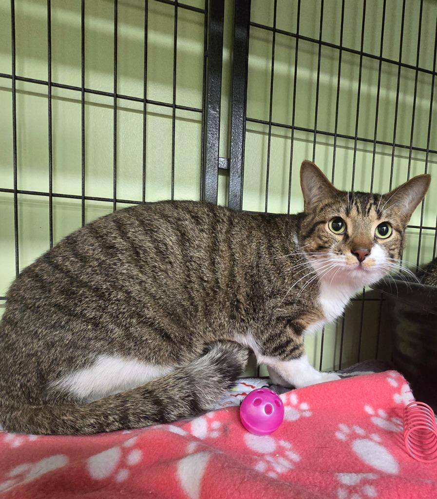 Tennessee Jed, Adoptable, Young Male Domestic Short Hair.