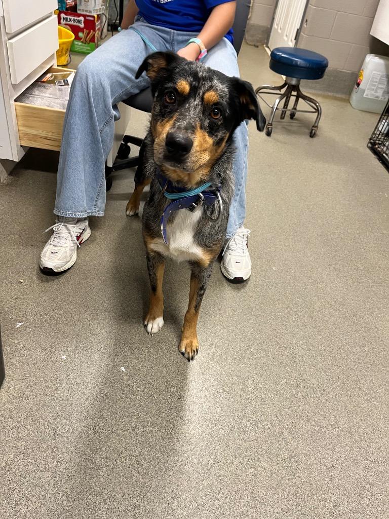 Chey, Adoptable, Young Female Australian Shepherd.