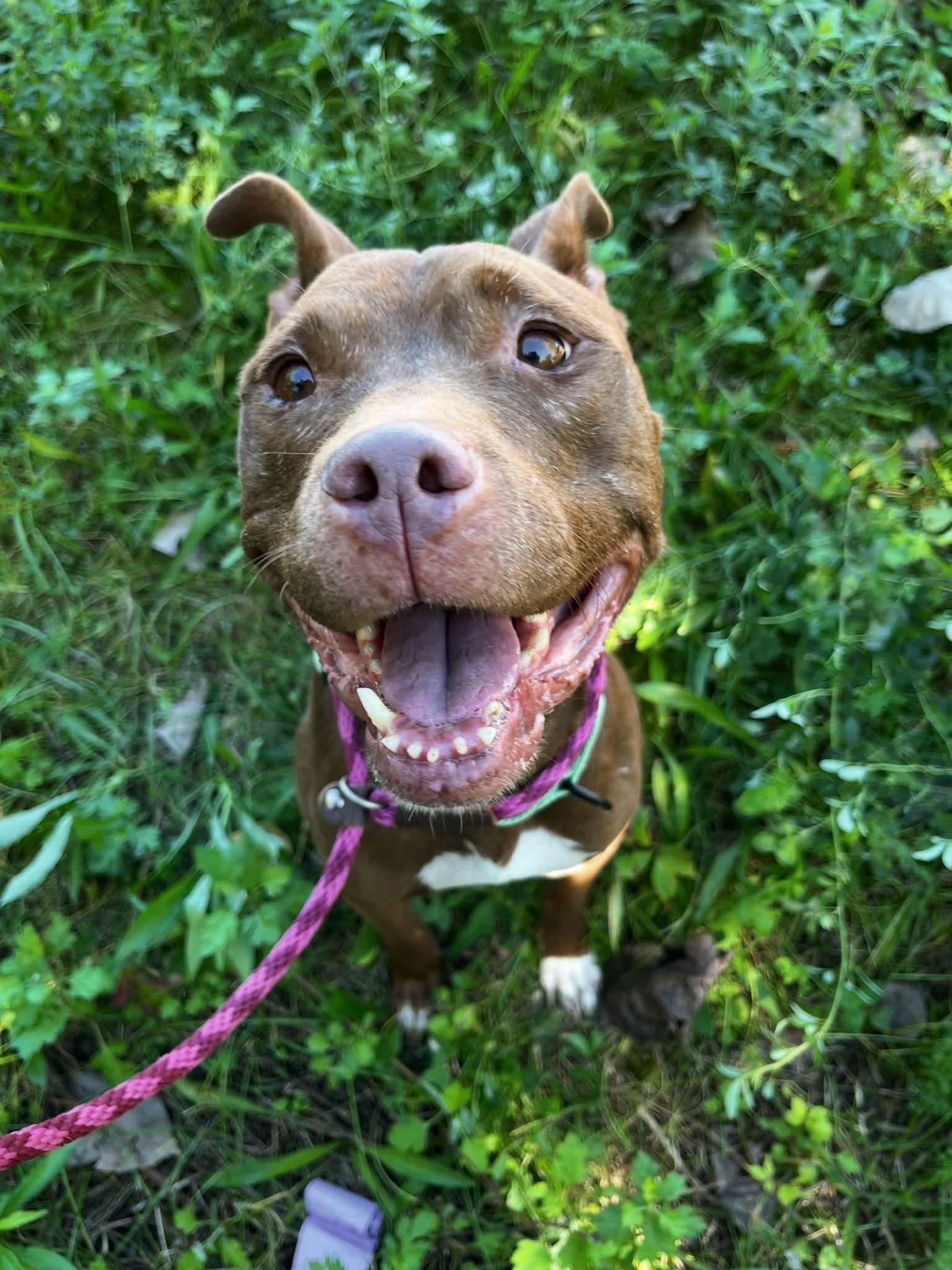 Enlarge Bossy, a Adoptable mixed breed in Cleveland, OH image 4/6