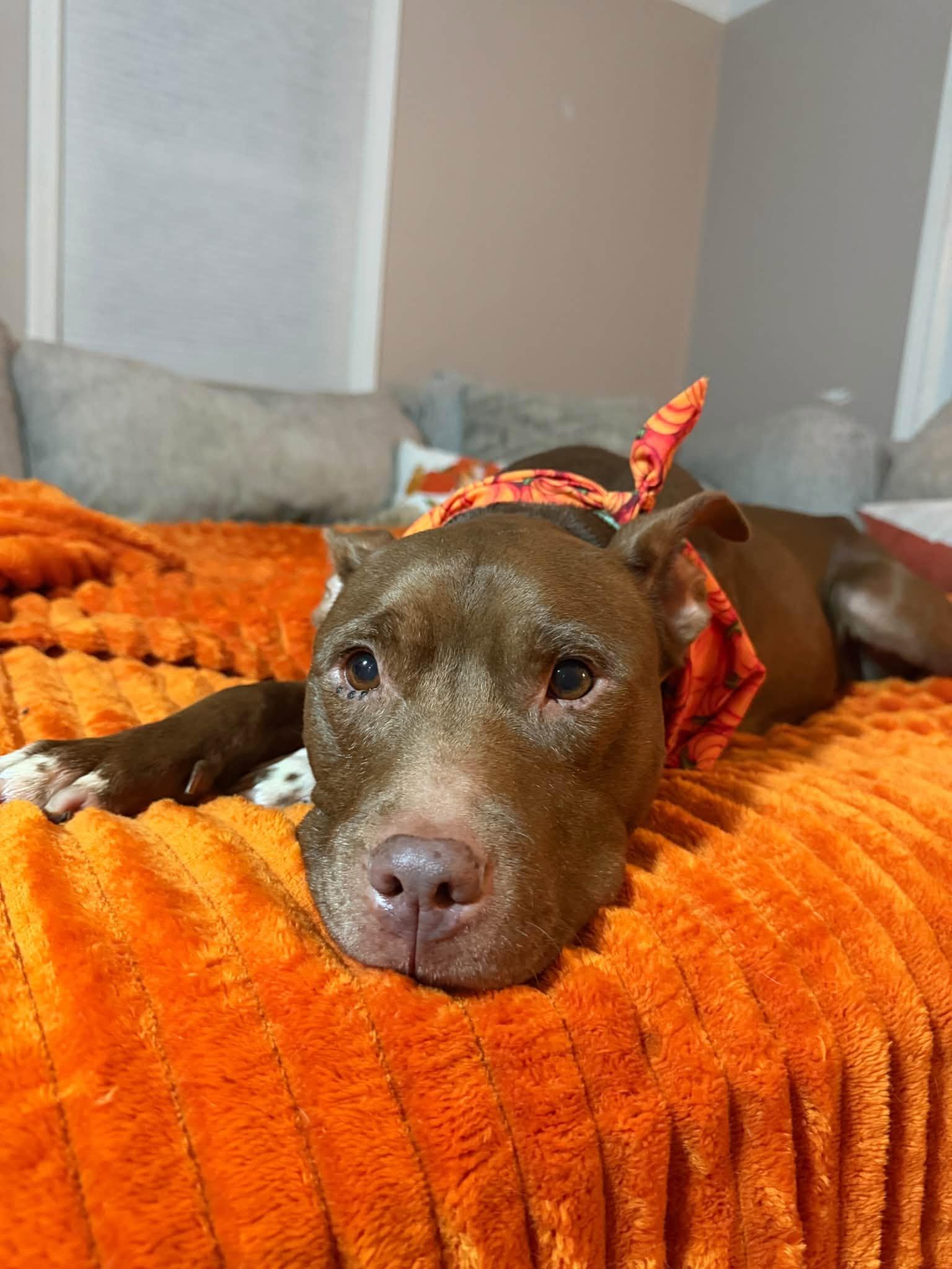 Enlarge Bossy, a Adoptable mixed breed in Cleveland, OH image 6/6