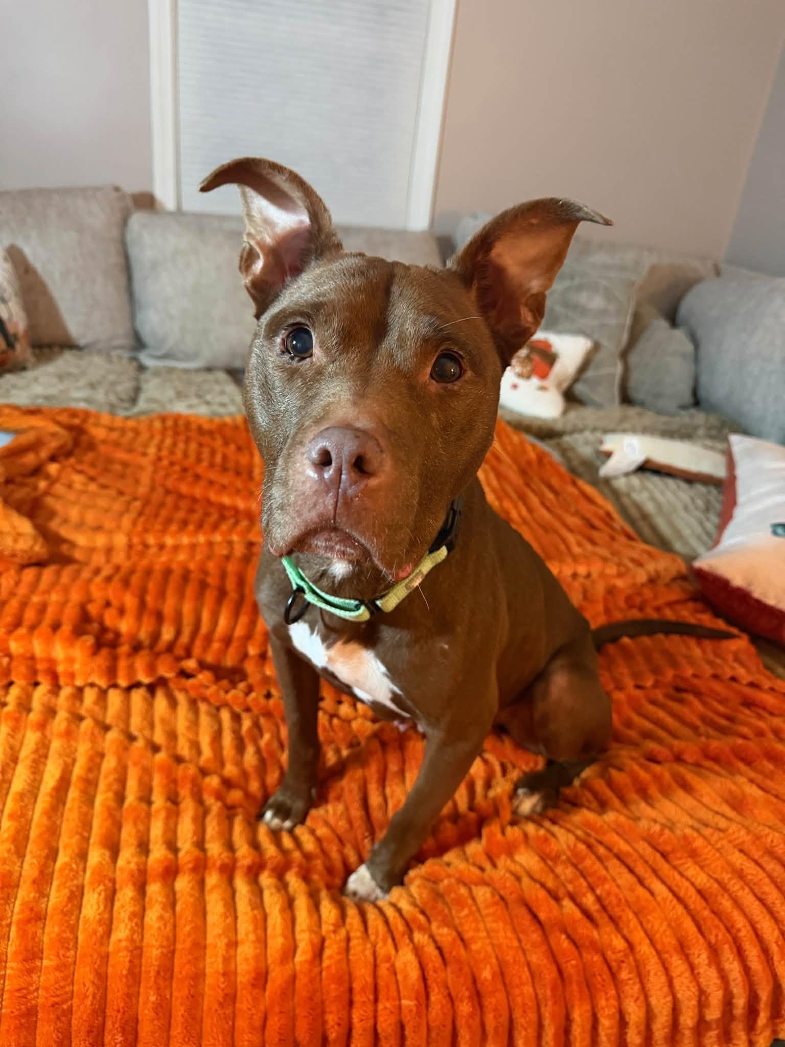Enlarge Bossy, a Adoptable mixed breed in Cleveland, OH image 1/6