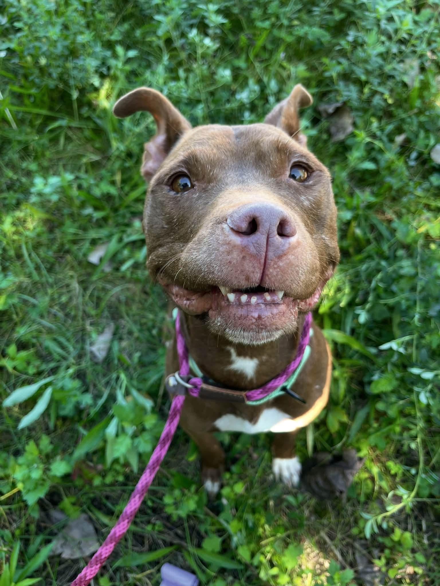 Enlarge Bossy, a Adoptable mixed breed in Cleveland, OH image 2/6