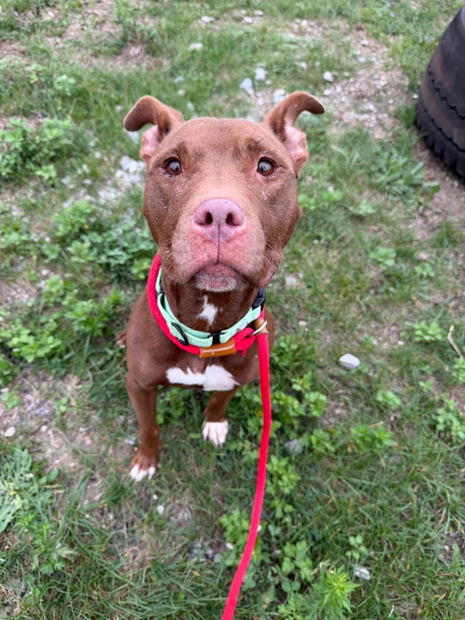 Enlarge Bossy, a Adoptable mixed breed in Cleveland, OH image 3/6