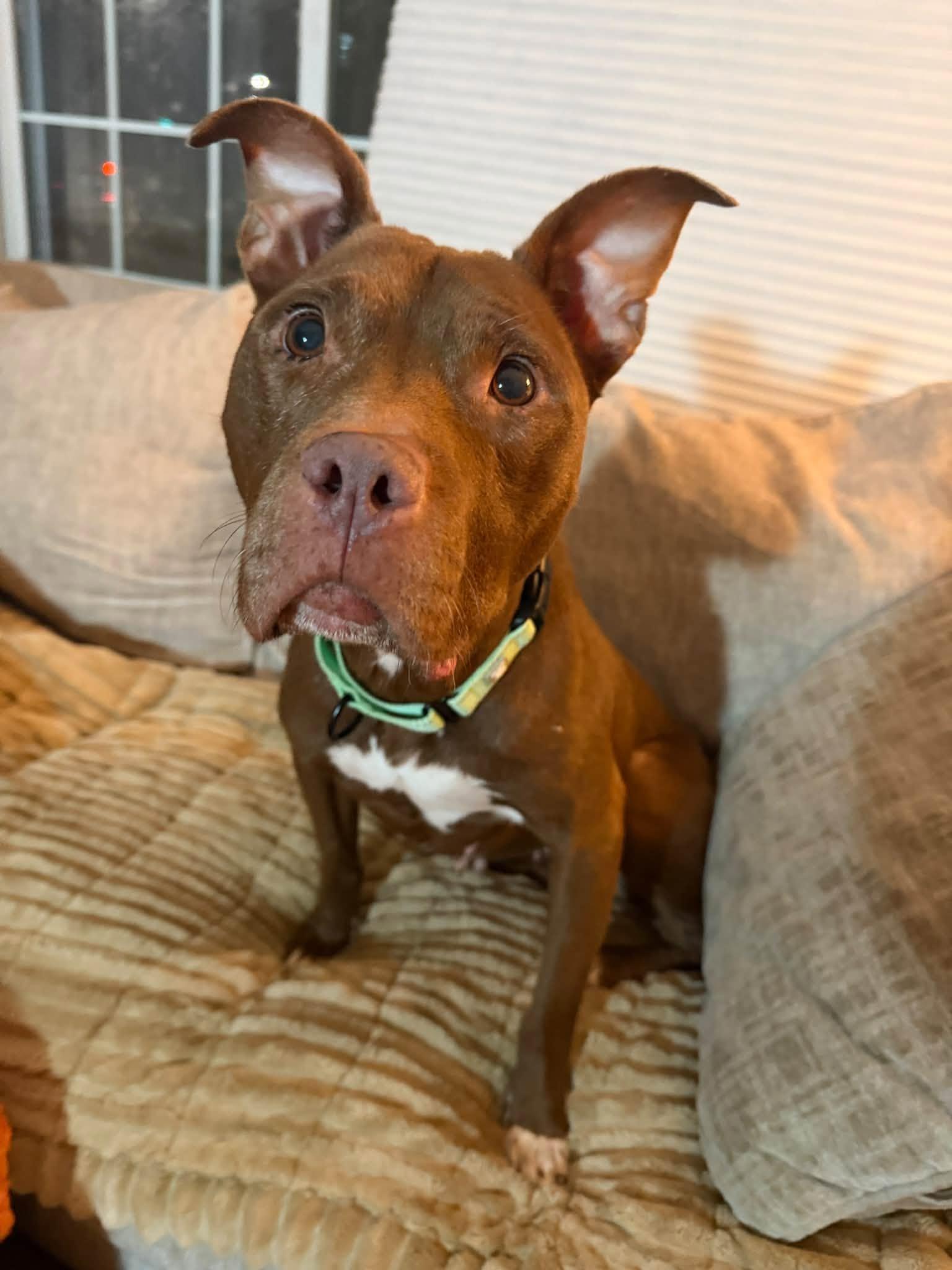Enlarge Bossy, a Adoptable mixed breed in Cleveland, OH image 5/6