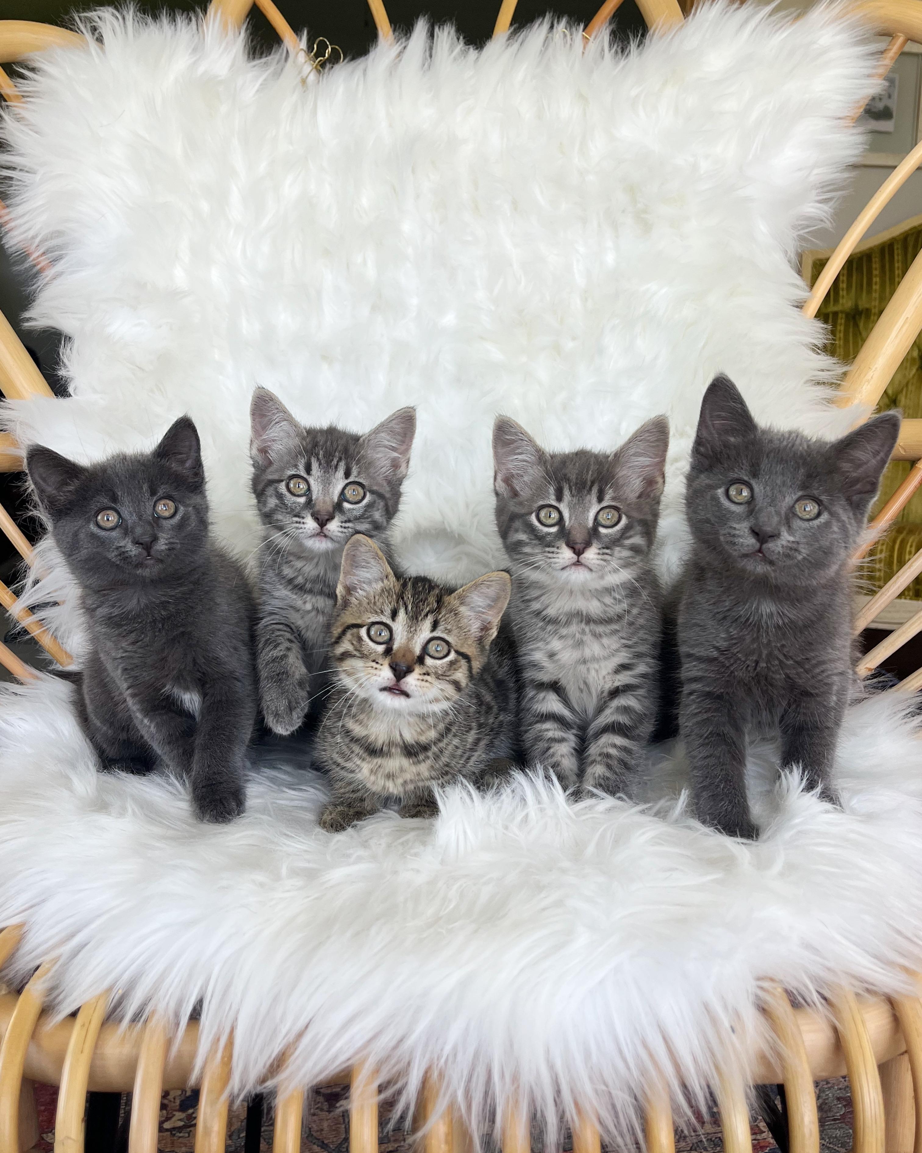 Enlarge Zinnia, a Adopted Domestic Short Hair in Lima, OH image 3/6