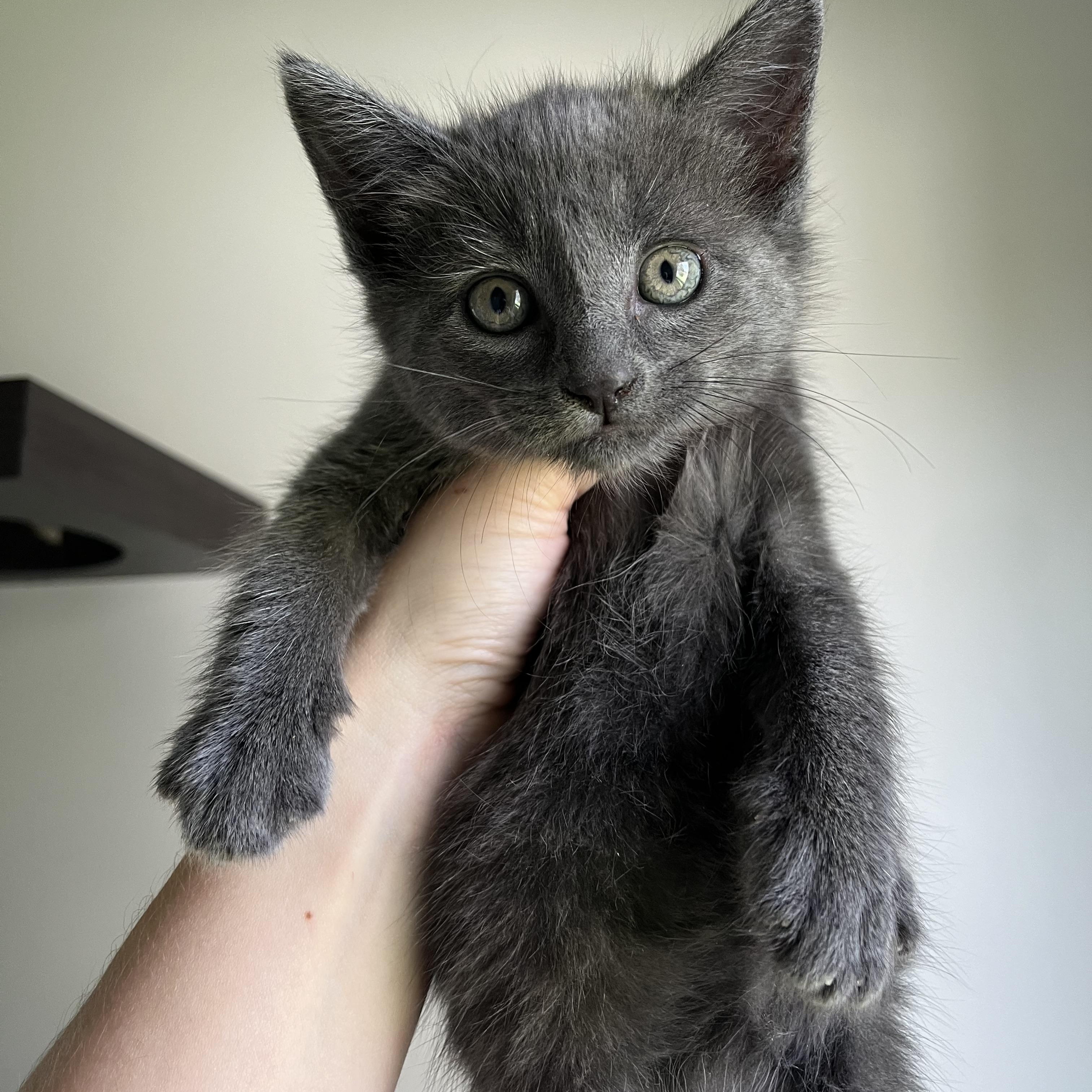 Enlarge Zinnia, a Adopted Domestic Short Hair in Lima, OH image 5/6