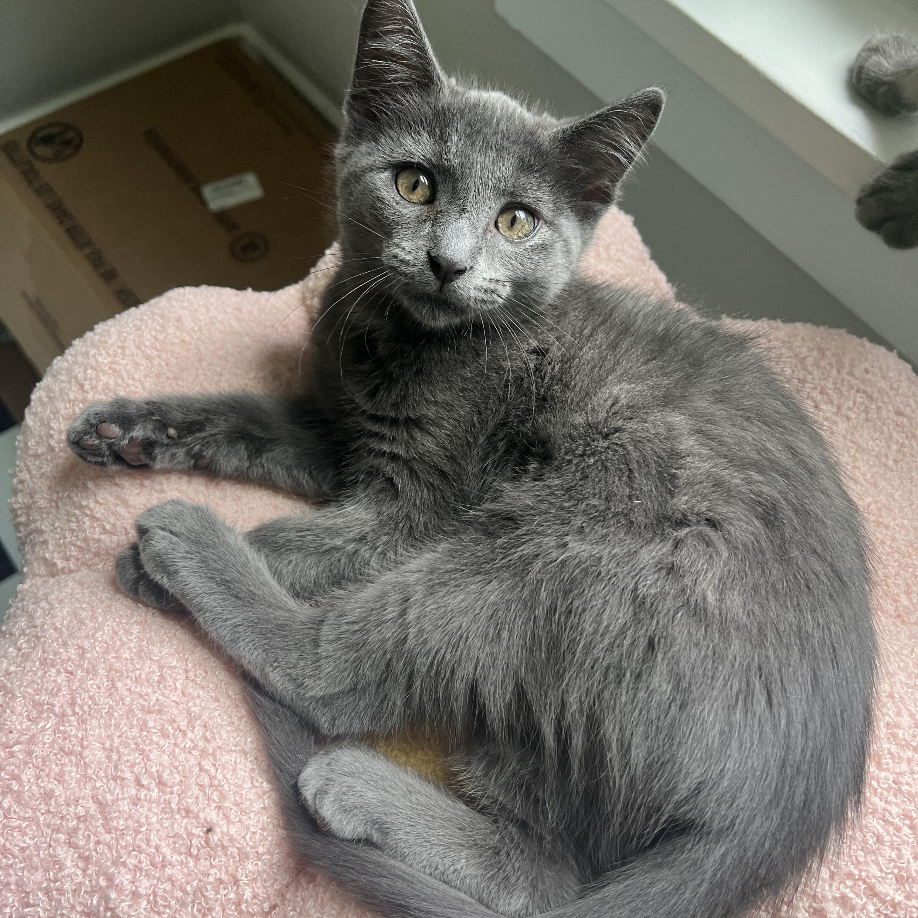 Enlarge Zinnia, a Adopted Domestic Short Hair in Lima, OH image 4/6