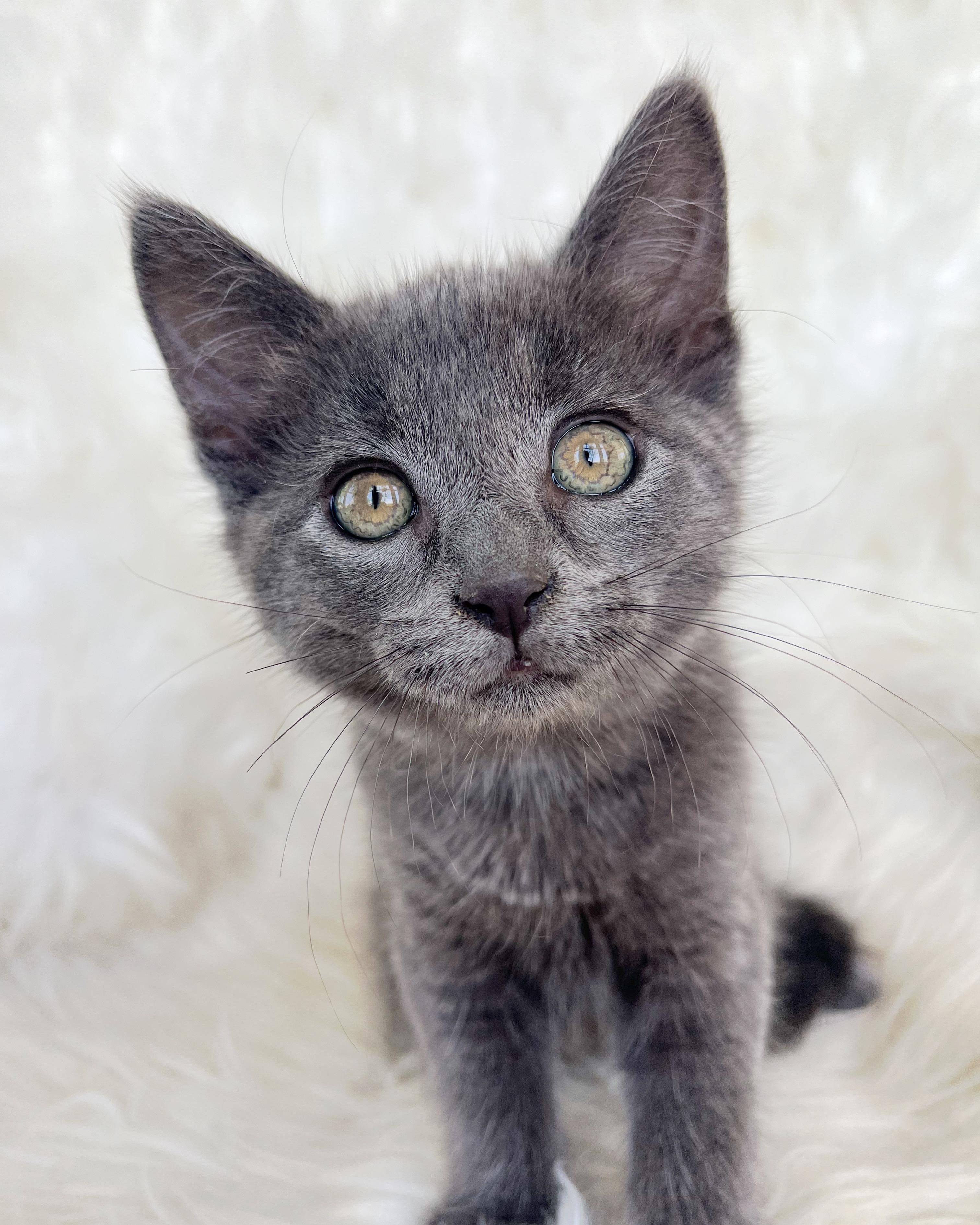 Zinnia, Adopted, Kitten Female Domestic Short Hair.
