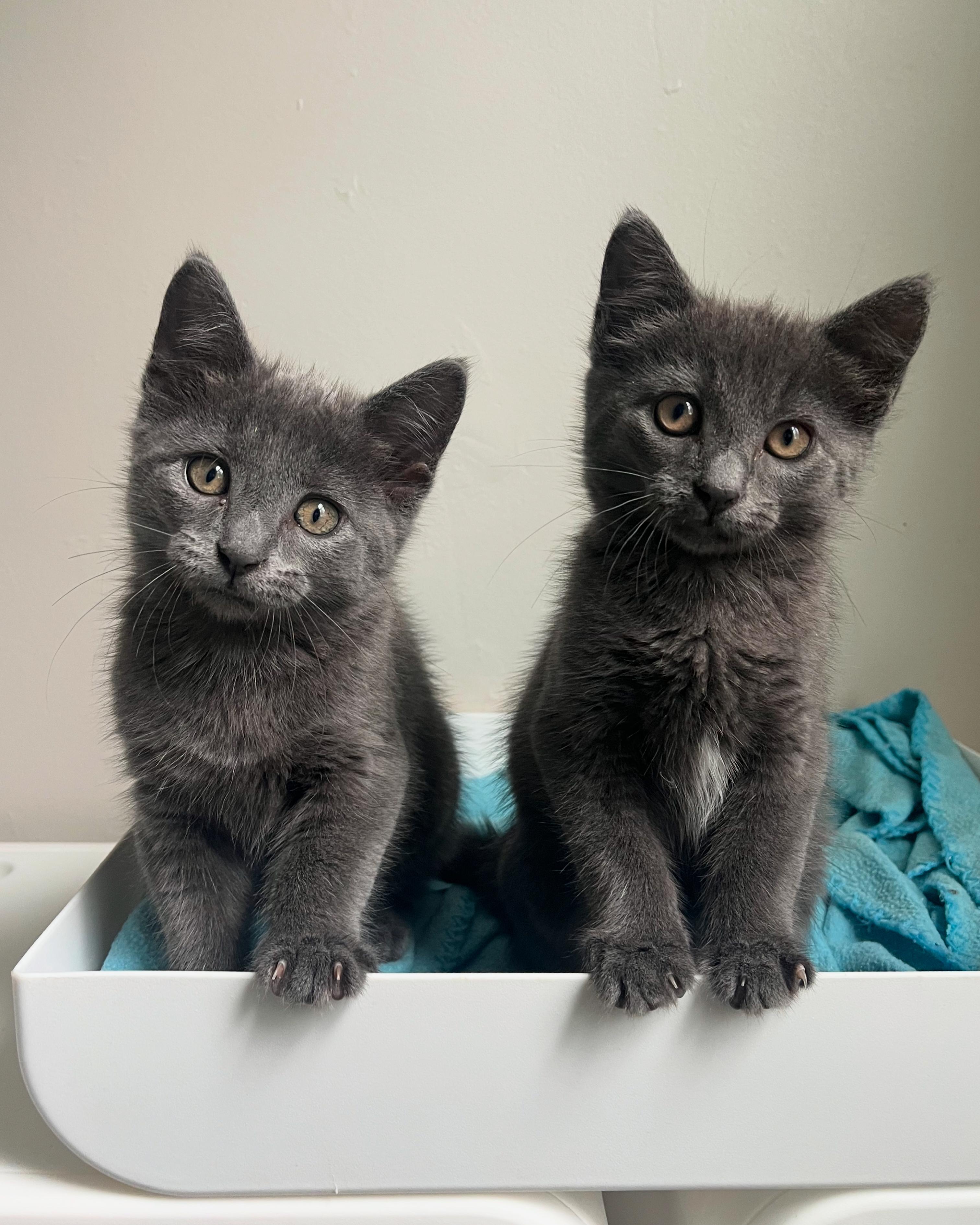 Enlarge Zinnia, a Adopted Domestic Short Hair in Lima, OH image 2/6