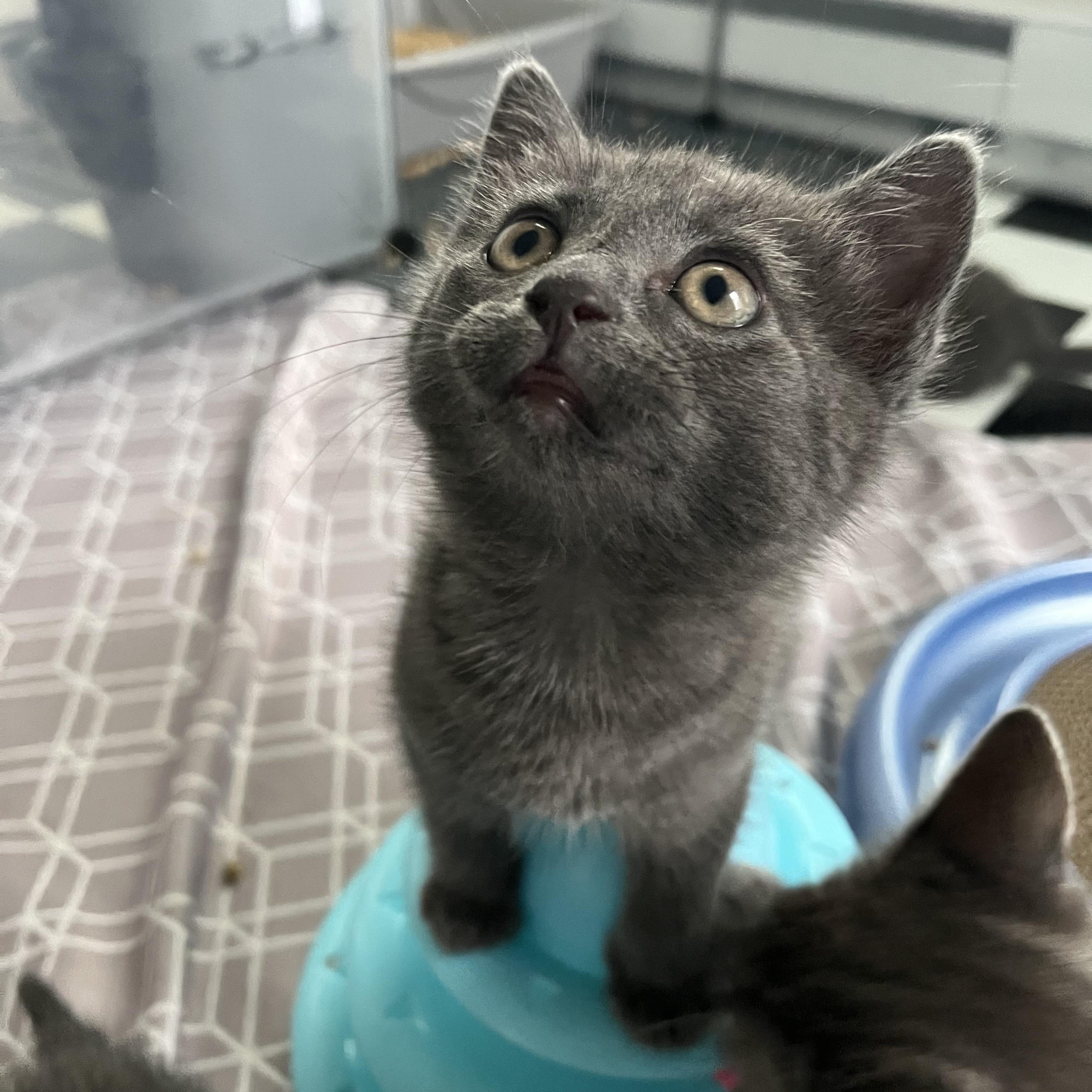 Enlarge Zinnia, a Adopted Domestic Short Hair in Lima, OH image 6/6