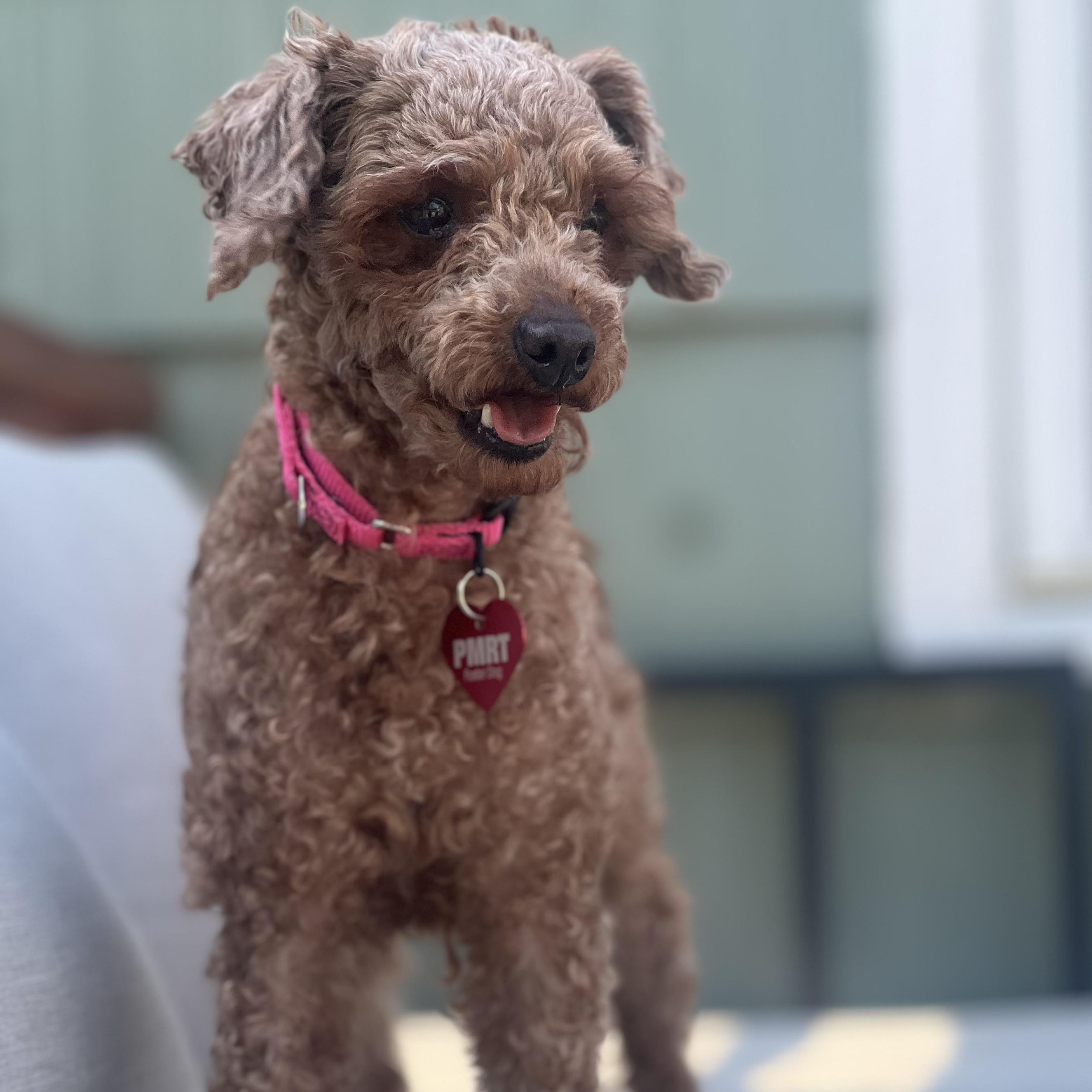 Sedona, ADOPTABLE, Adult Female Miniature Poodle.