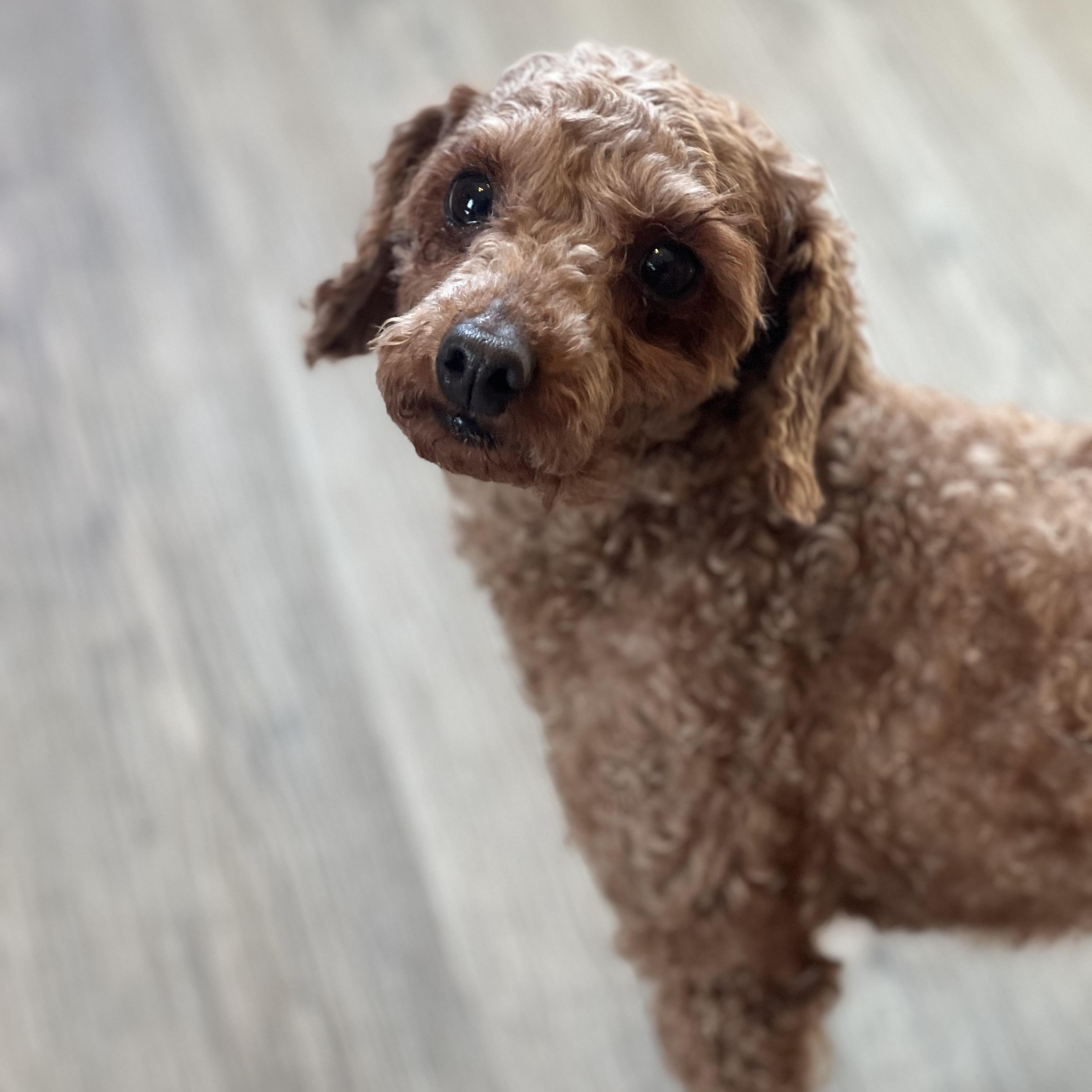 Sedona, a ADOPTABLE Miniature Poodle in Buffalo, NY image 2/6