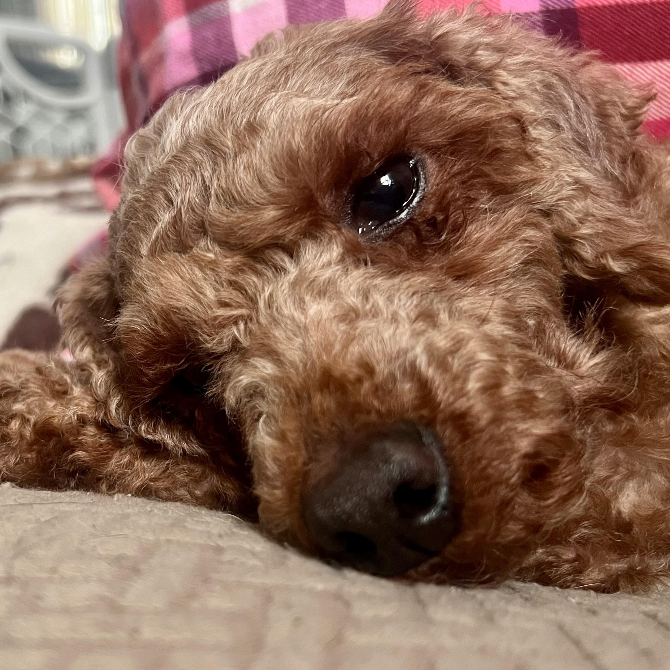 Sedona, a ADOPTABLE Miniature Poodle in Buffalo, NY image 6/6