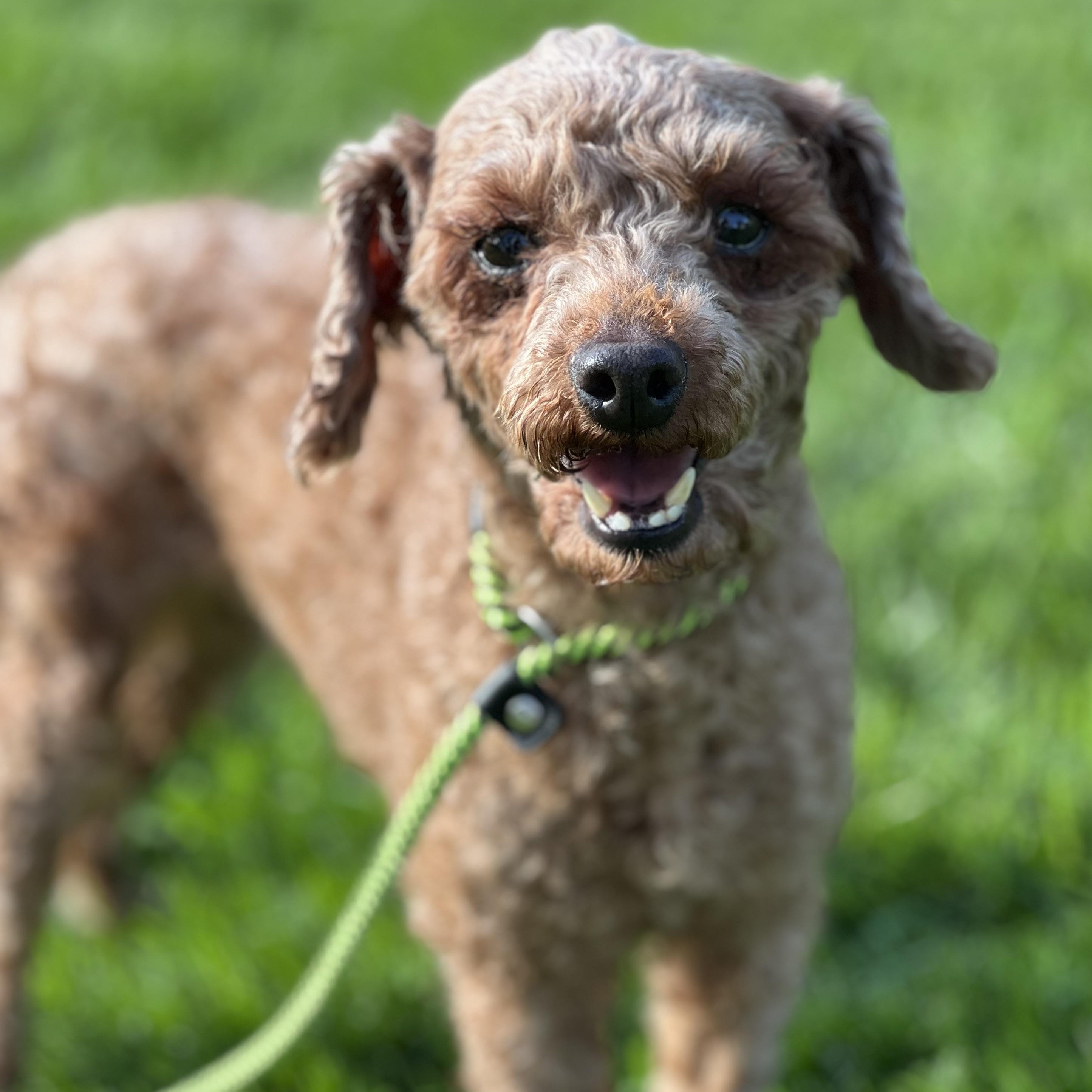Sedona, a ADOPTABLE Miniature Poodle in Buffalo, NY image 3/6