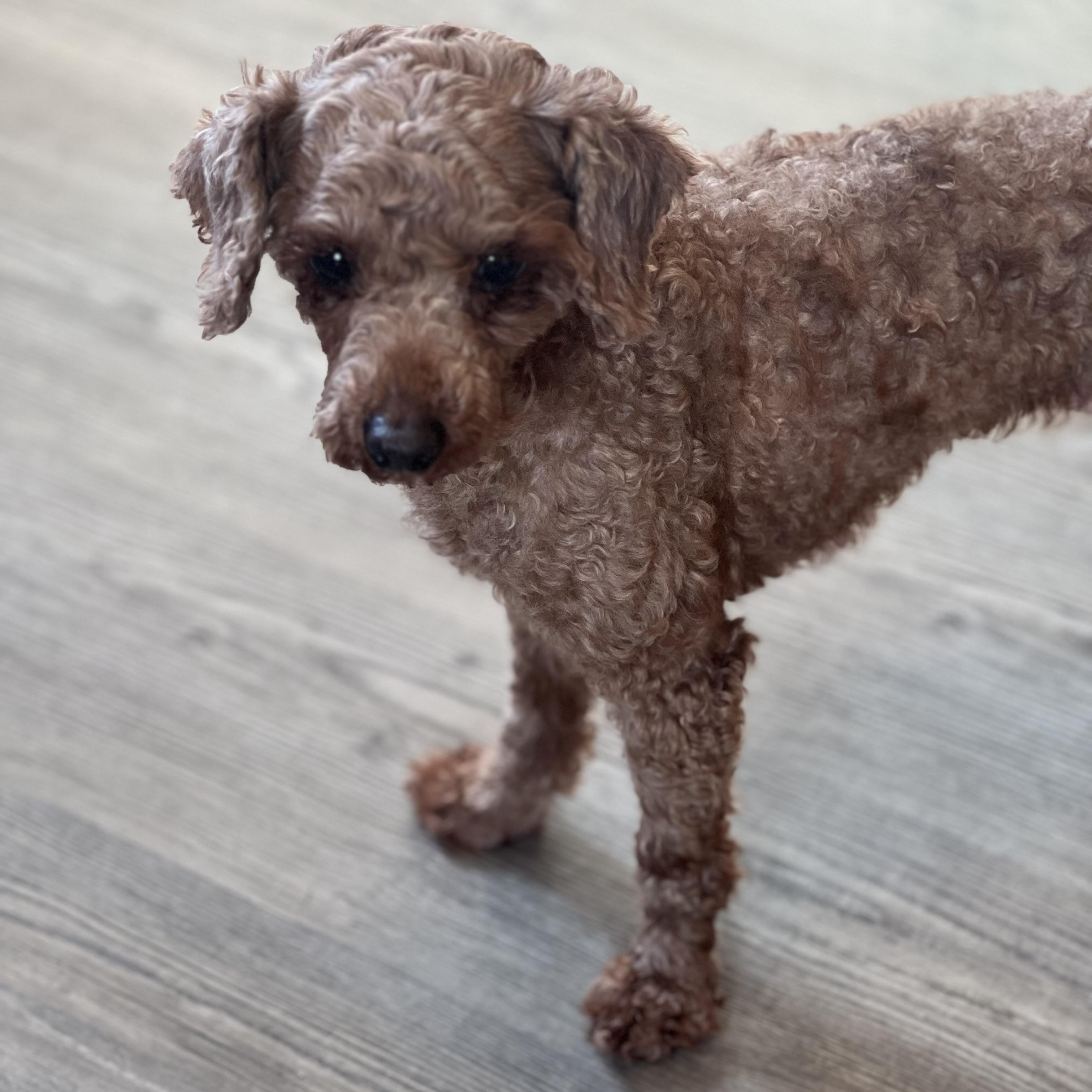 Sedona, a ADOPTABLE Miniature Poodle in Buffalo, NY image 4/6
