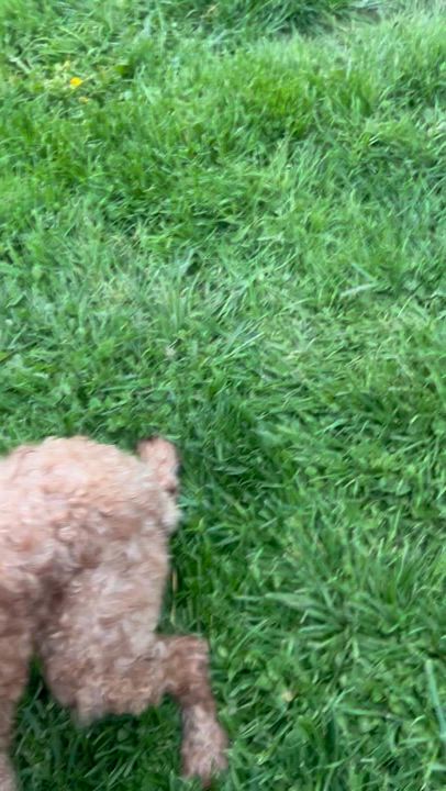 Enlarge Sedona, a ADOPTABLE Miniature Poodle in Buffalo, NY video 5/6