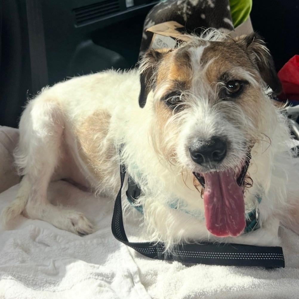 Enlarge Juice, a Adoptable Mixed Breed in Hobe Sound, FL image 2/5
