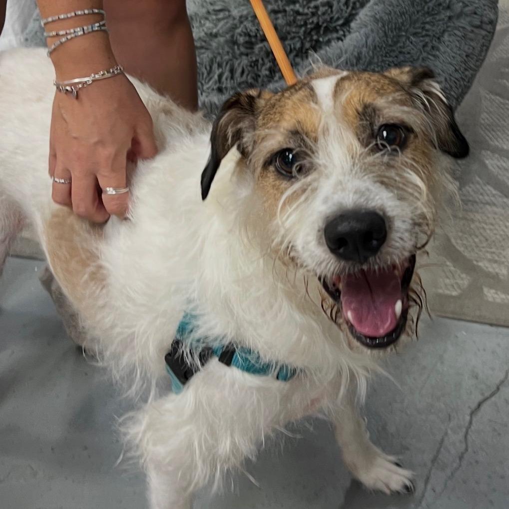 Enlarge Juice, a Adoptable Mixed Breed in Hobe Sound, FL image 5/5