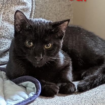 Enlarge Bear, a ADOPTABLE Domestic Short Hair in west Warwick, RI image 4/5
