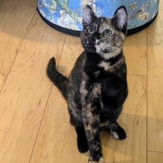 Enlarge Bear, a ADOPTABLE Domestic Short Hair in west Warwick, RI image 5/5